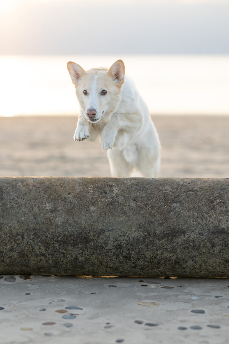 Manchmal braucht es keinen Begleiter, nur den Strand.