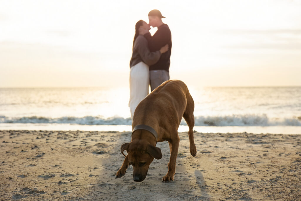 Hundefotografi fra Hvide Sande: brun hund snuser til sandet på stranden, med par i baggrunden ved Vesterhavet.