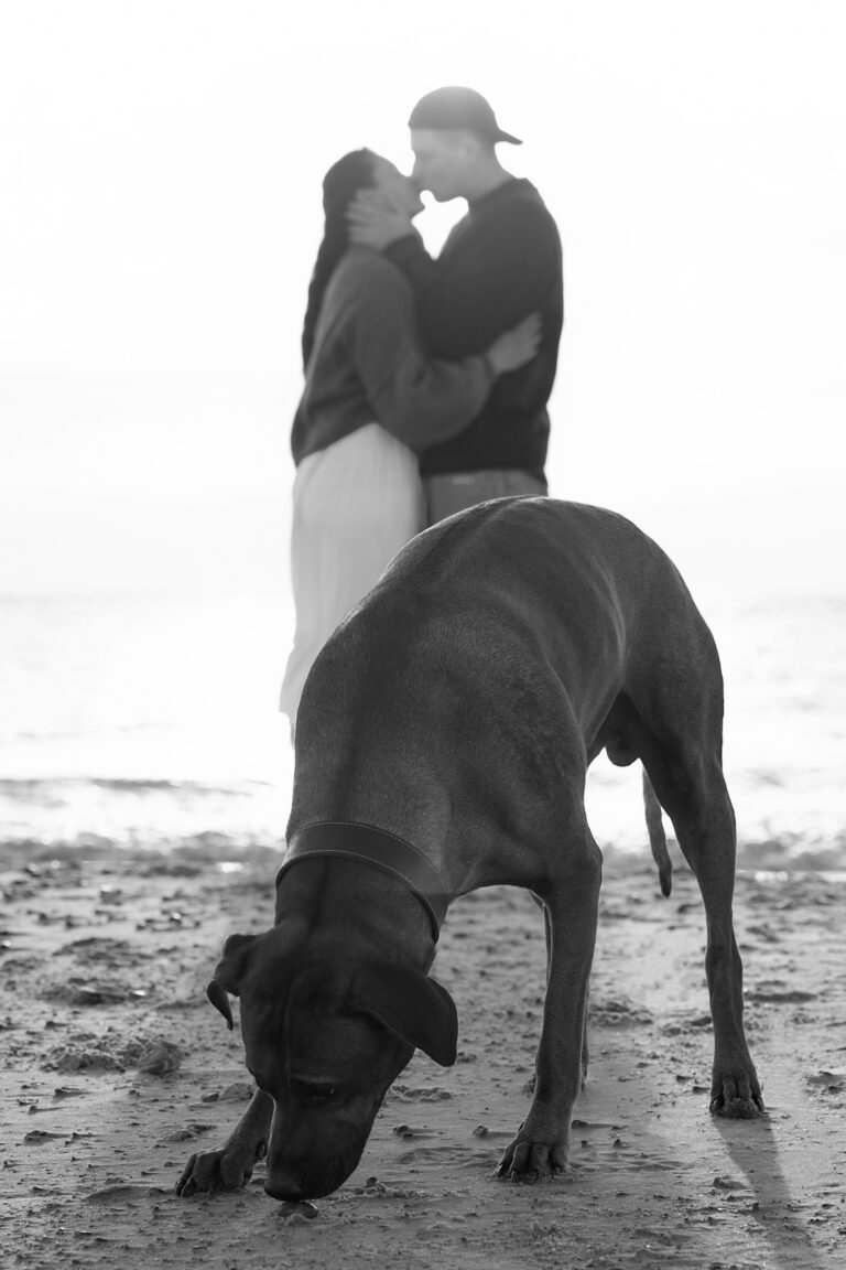 Dog photography Hvide Sande: dog sniffing sand, couple embracing in backlight