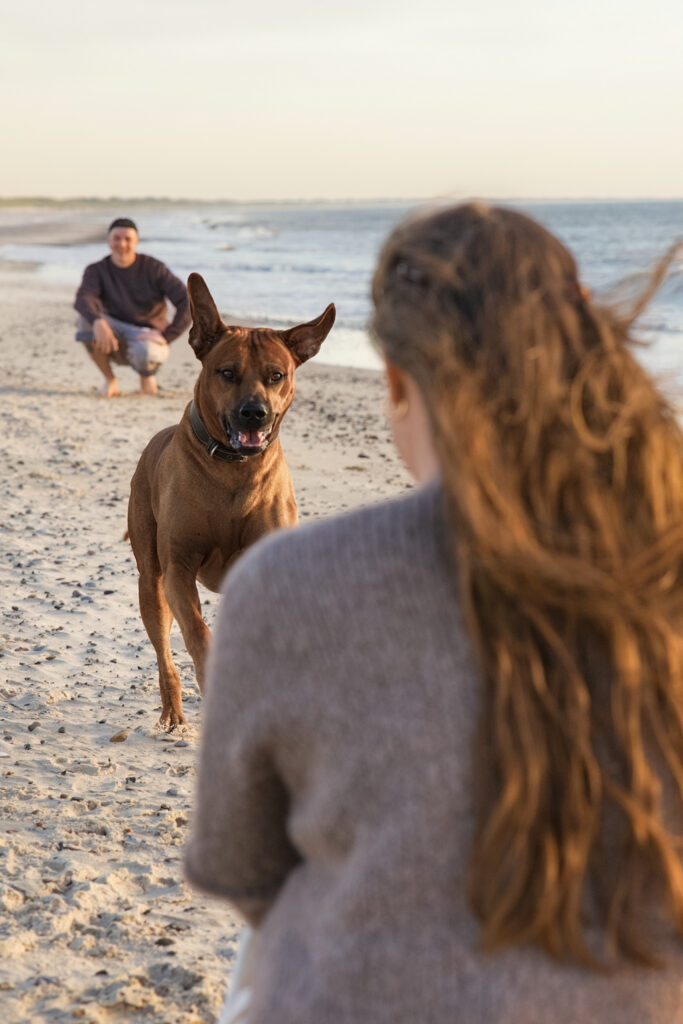 Hundefotografie in Henne: Hund läuft im goldenen Licht am Strand auf eine Frau zu