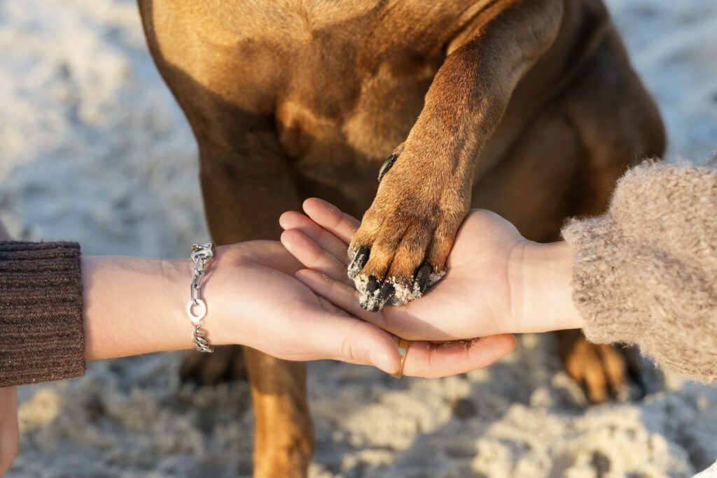 Hundefotografi i Blåvand: to hænder holder en hundepote med sand på en lys sandstrand.