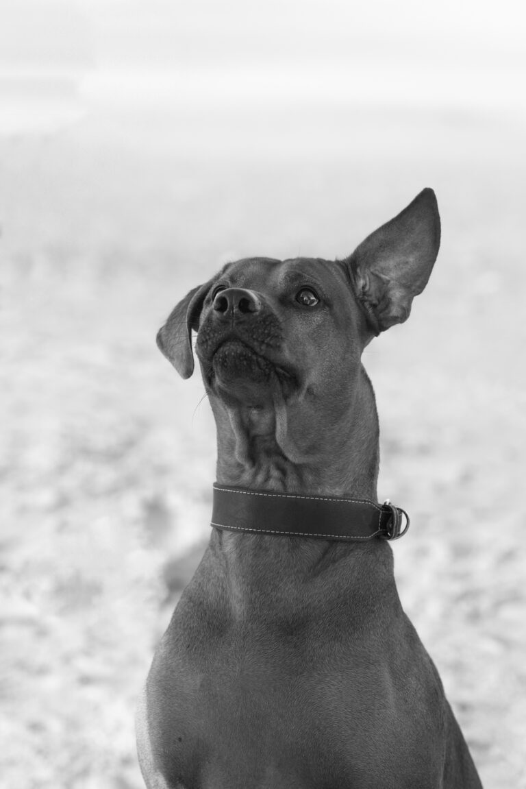 Schwarz-Weiß-Porträt eines kurzhaarigen Hundes mit Lederhalsband, aufmerksam nach oben blickend, Hundefotografie in Vejers.